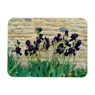 Bearded Iris Magnet