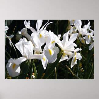 Bearded Iris Poster
