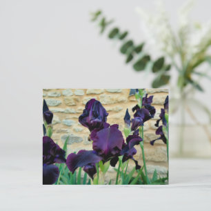 Bearded Iris Postkarte