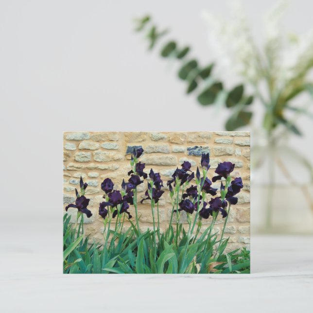 Bearded Iris Postkarte (Stehend Vorderseite)