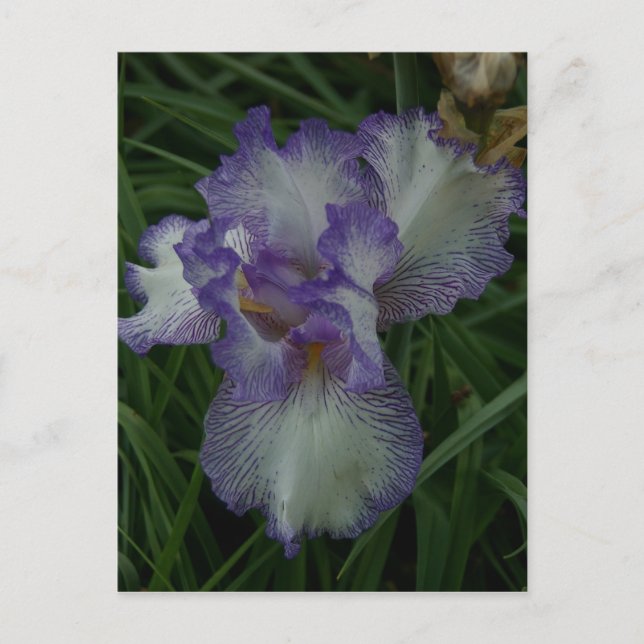 Bearded Iris Postkarte (Vorderseite)
