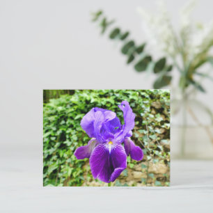 Bearded Iris Postkarte
