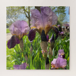 Bearded Iris Puzzle
