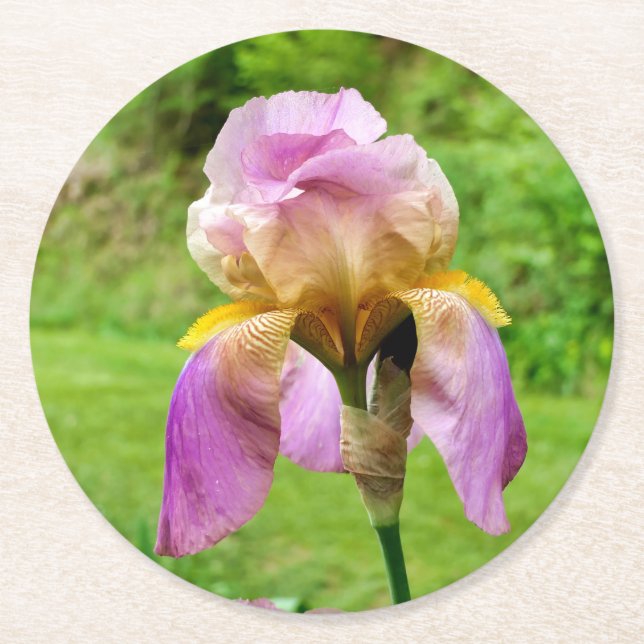 Bearded Iris Runder Pappuntersetzer (Vorderseite)