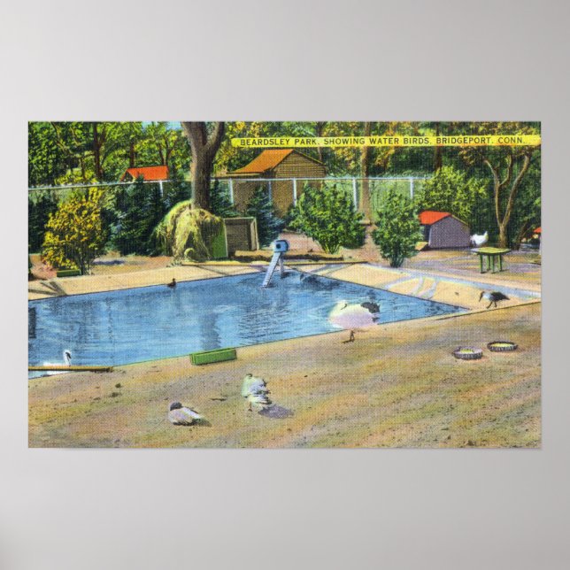 Beardsley Park Sicht auf Wasservögel Poster (Vorne)