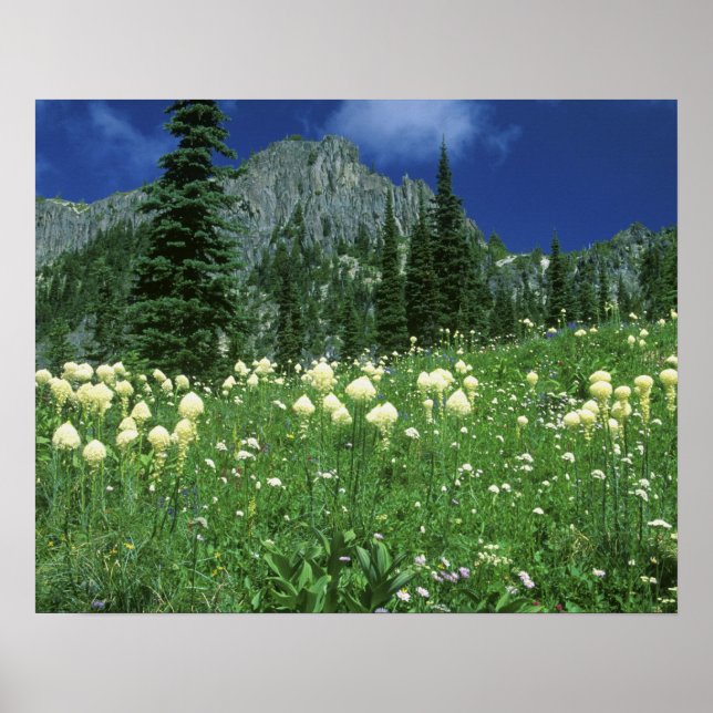 Beargrass am Eunice Lake, Rainier NP, WA, Poster (Vorne)