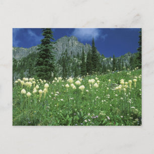 Beargrass am Eunice Lake, Rainier NP, WA, Postkarte