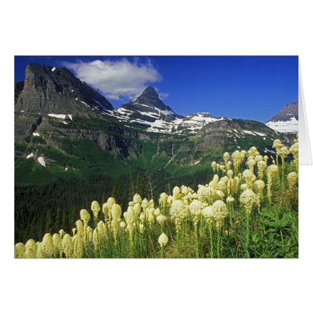 Beargrass am Logan Pass - Gletscher Nationalpark (Vorderseite (Horizontal))
