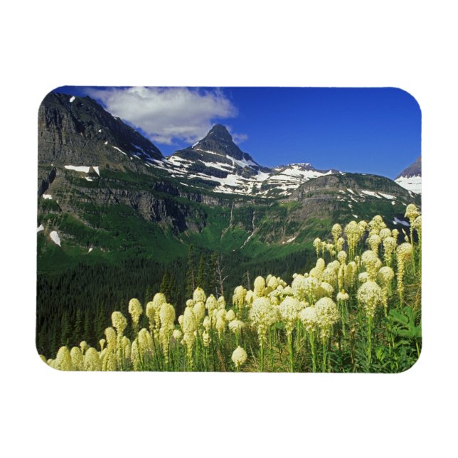 Beargrass am Logan Pass - Gletscher Nationalpark Magnet (Horizontal)