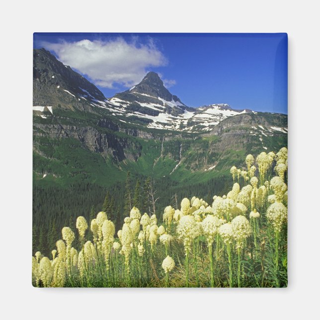 Beargrass am Logan Pass - Gletscher Nationalpark Magnet (Vorne)