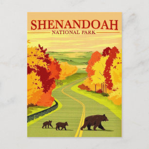 Bears in Shenandoah NP Postcard Postkarte