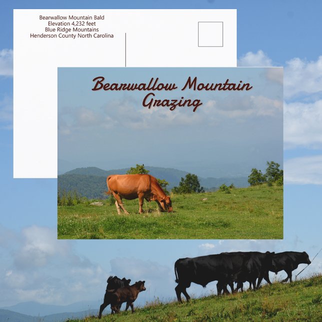 Bearwallow Mountain Cows Blue Ridge Mountains NC Postkarte (Von Creator hochgeladen)