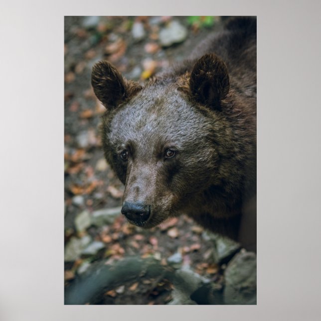 BEARY THOUGHTS POSTER (Vorne)