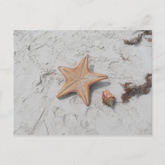Beau Bahamas Starfish Muschel Postcard Postkarte (Vorderseite)