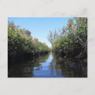 Beau Florida Everglades Postcard Postkarte
