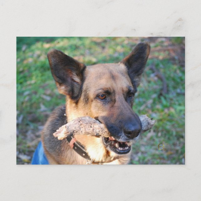 Beau Postkarte (Vorderseite)