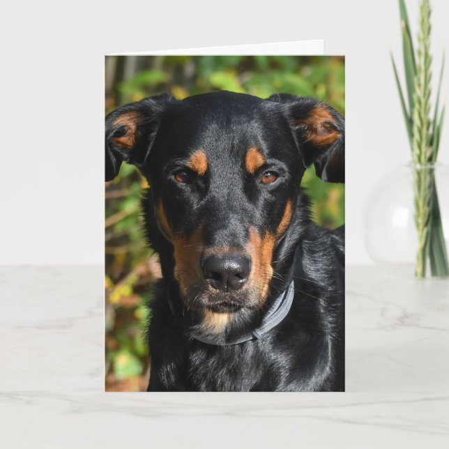 Beauceron Dog Portrait Karte (Vorderseite)