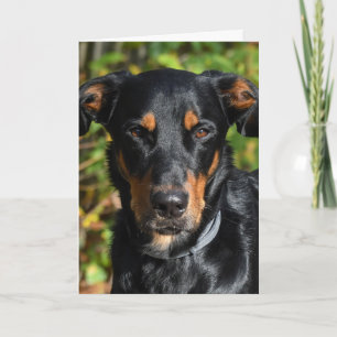 Beauceron Dog Portrait Karte
