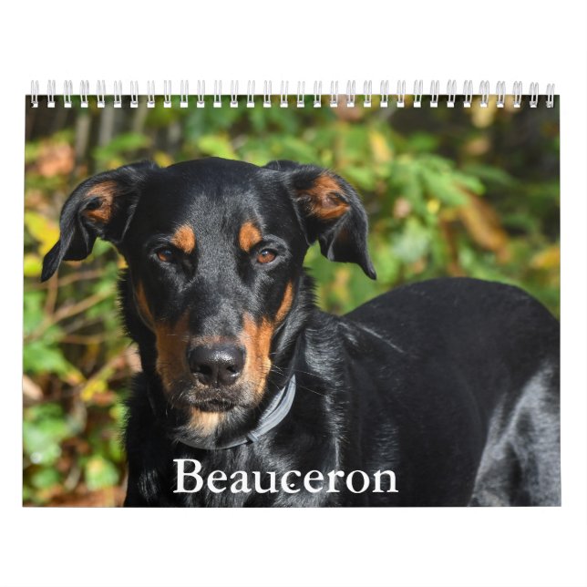 Beauceron-Kalender Kalender (Titelbild)