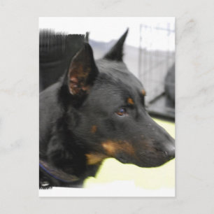 Beauceron Postcard Postkarte
