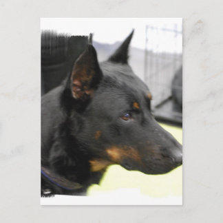 Beauceron Postcard Postkarte