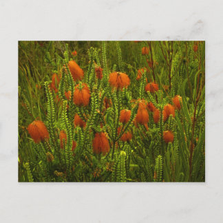 Beaufortia Postcard Postkarte