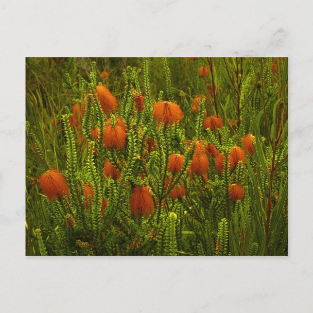 Beaufortia Postcard Postkarte (Vorderseite)