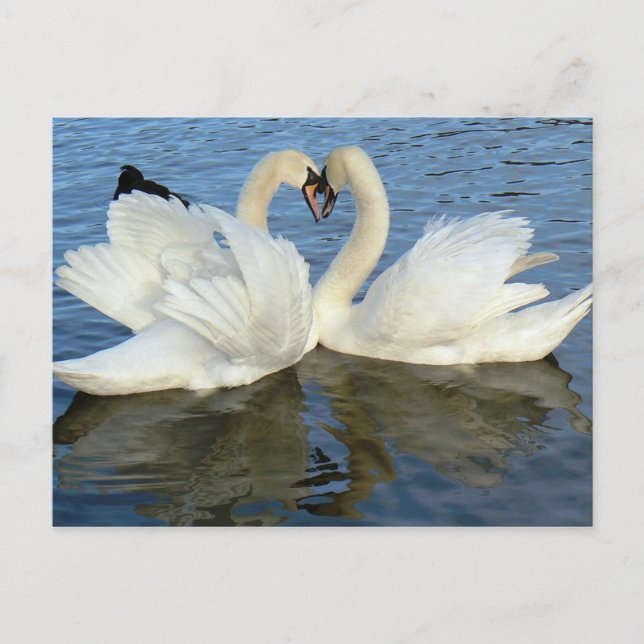 Beaufsichtigte Schwan-Herz-Liebe Postkarte (Vorderseite)