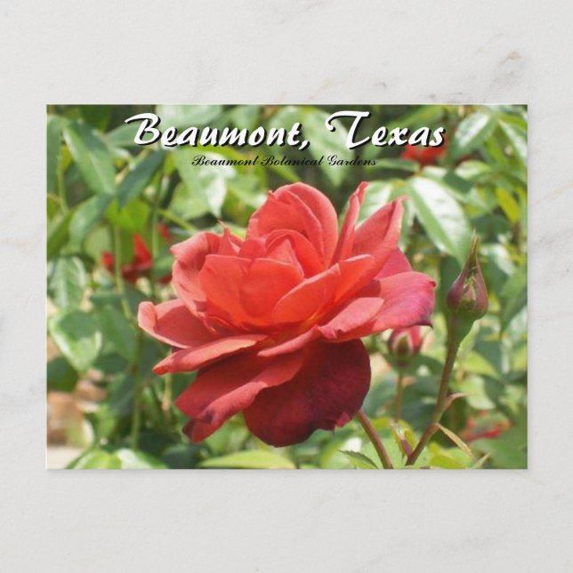 Beaumont, Texas Botanischer Garten Rose Reisen Postkarte (Vorderseite)