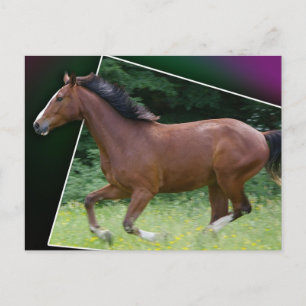 Beauteous Pferdepostkarte Postkarte