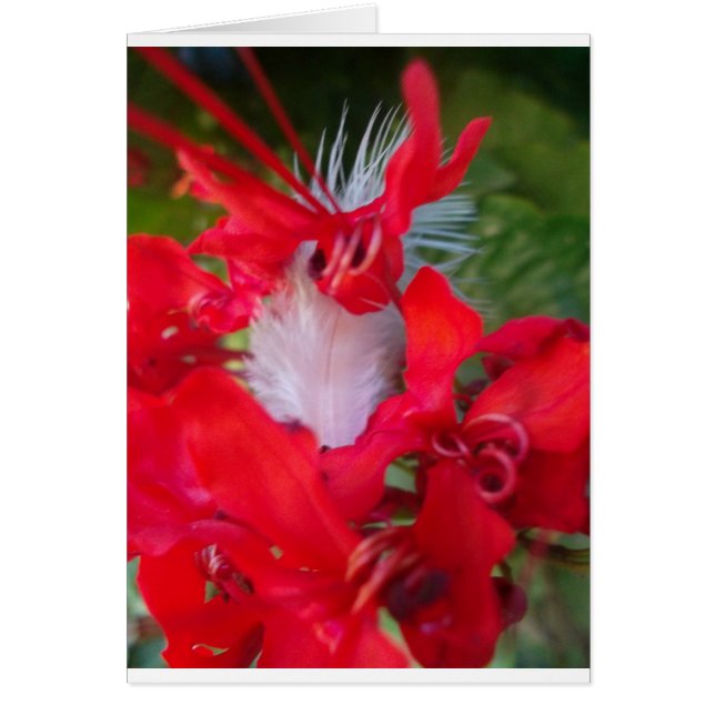 Beautiful Alien Crimson.jpg (Vorne)