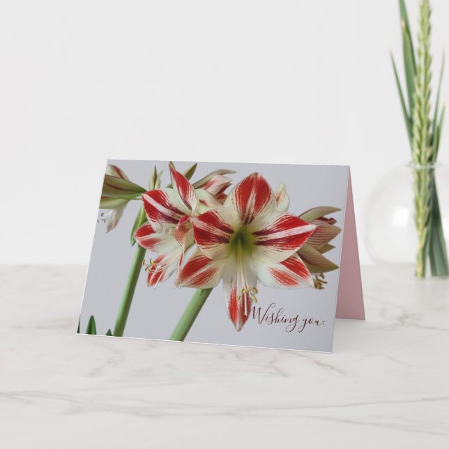 Beautiful Amaryllis Blume & Costum Geburtstag Karte (Vorderseite)