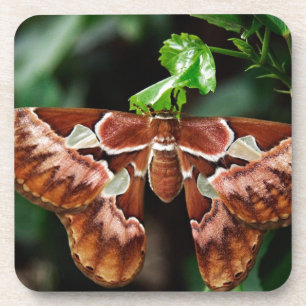 Beautiful Atlas Moth Getränkeuntersetzer