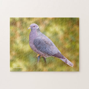Beautiful Band-Tailed Pigeon in My Backyard Puzzle