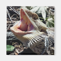 Beautiful Bearded Dragon Lil' Murph