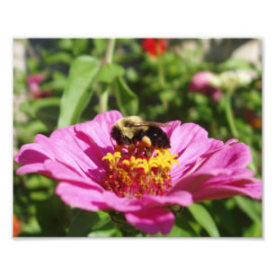 Beautiful Bee Foto Print