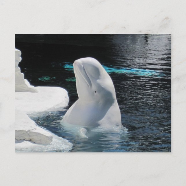 Beautiful Beluga White Whale Postkarte (Vorderseite)