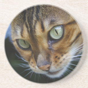 Beautiful Bengal Cat Getränkeuntersetzer