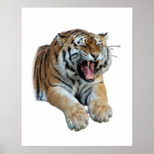 Beautiful Bengal Tiger Face & Teeth Photo Poster