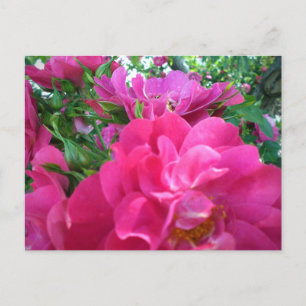Beautiful Big Pink Roses Garden Blume Postcard Postkarte