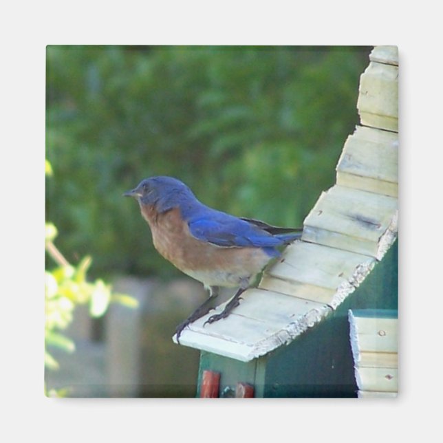 Beautiful Bird Magnet (Vorne)