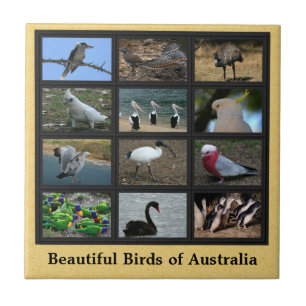 Beautiful Birds of Australia Collage Fliese