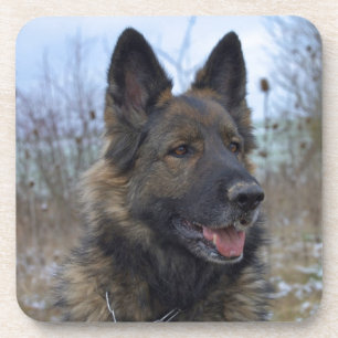 beautiful black and tan German Shepherd puppy Untersetzer