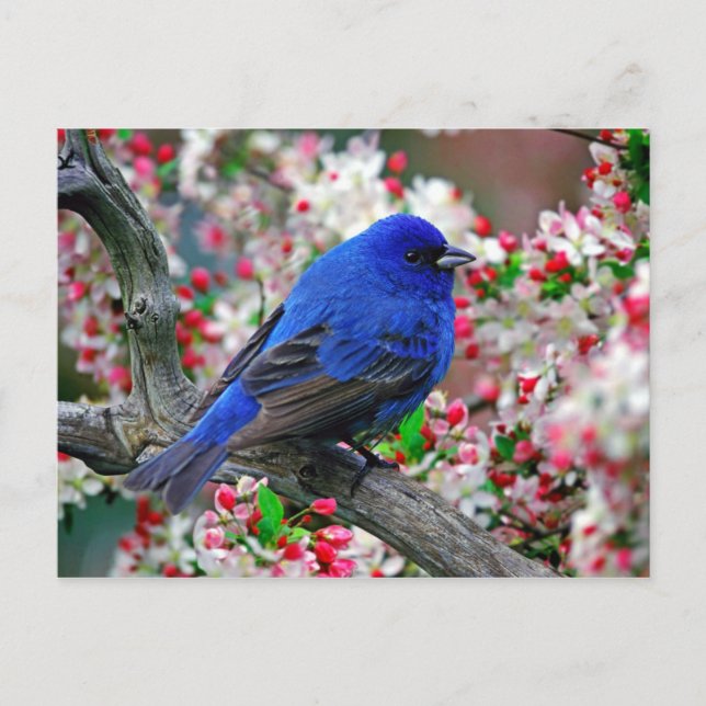 Beautiful Blue Bird Postkarte (Vorderseite)