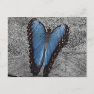 Beautiful Blue Butterfly Postkarte