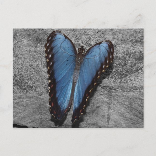 Beautiful Blue Butterfly Postkarte (Vorderseite)