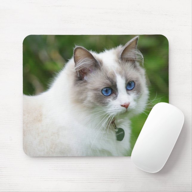 Beautiful Blue Eyed Kitten Mousepad (Mit Mouse)