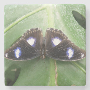 Beautiful Blue Gepunktet Butterfly Stone Untersetz Steinuntersetzer
