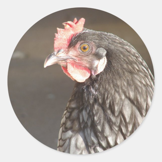 Beautiful Blue Hen Classic Round Sticker (Vorderseite)