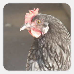 Beautiful Blue Hen Quadratischer Aufkleber